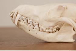 Photo References of Skull